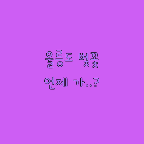 2026년 울릉도 벚꽃 만개 시기 및 현지 행사 안내